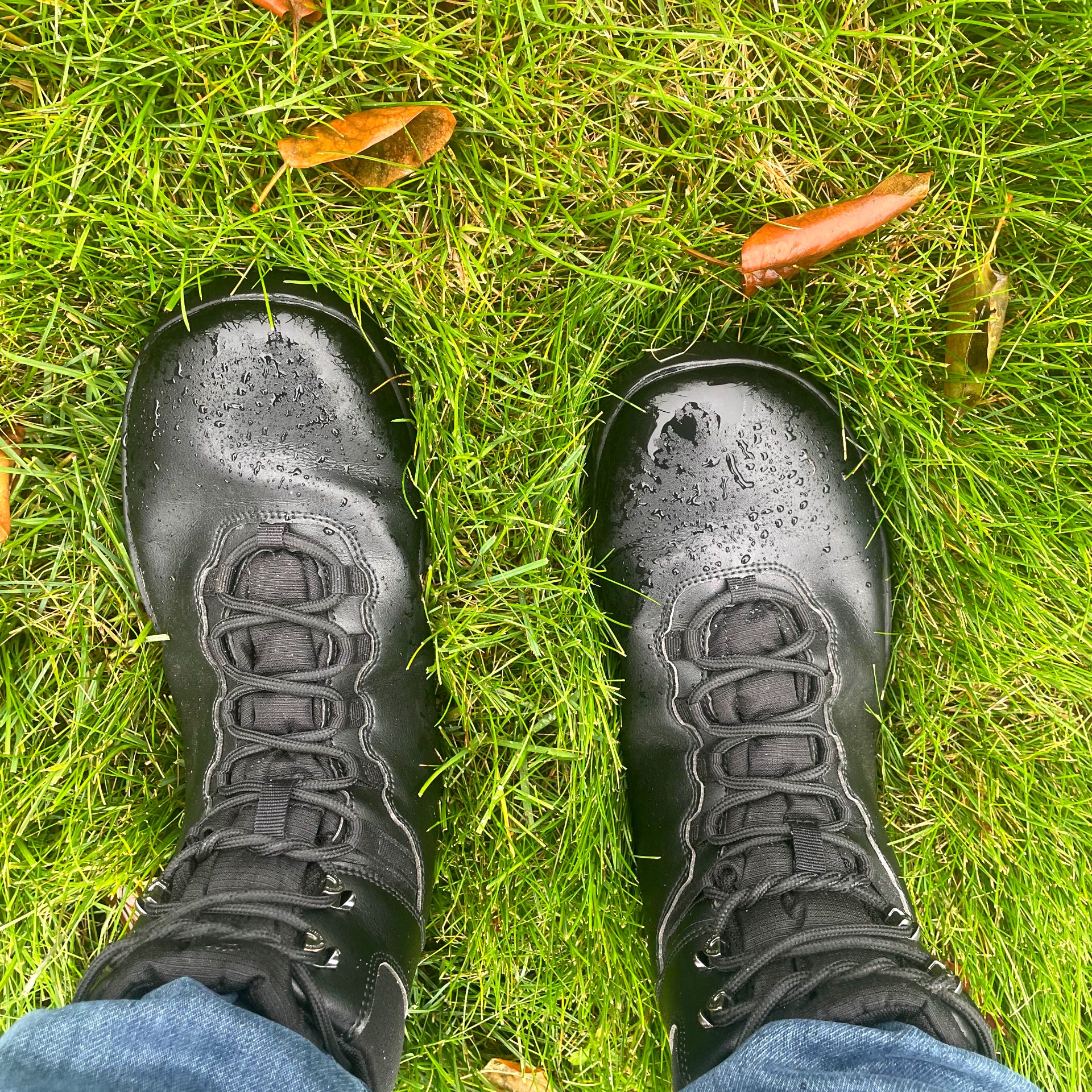 Aigle noir